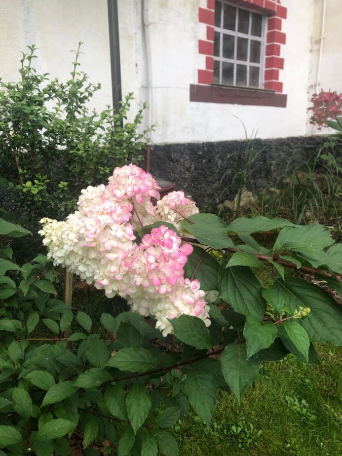Homestay U Wlochow Rozanka Kolo Miedzylesia Przyjazny Zwierzetom Domowym