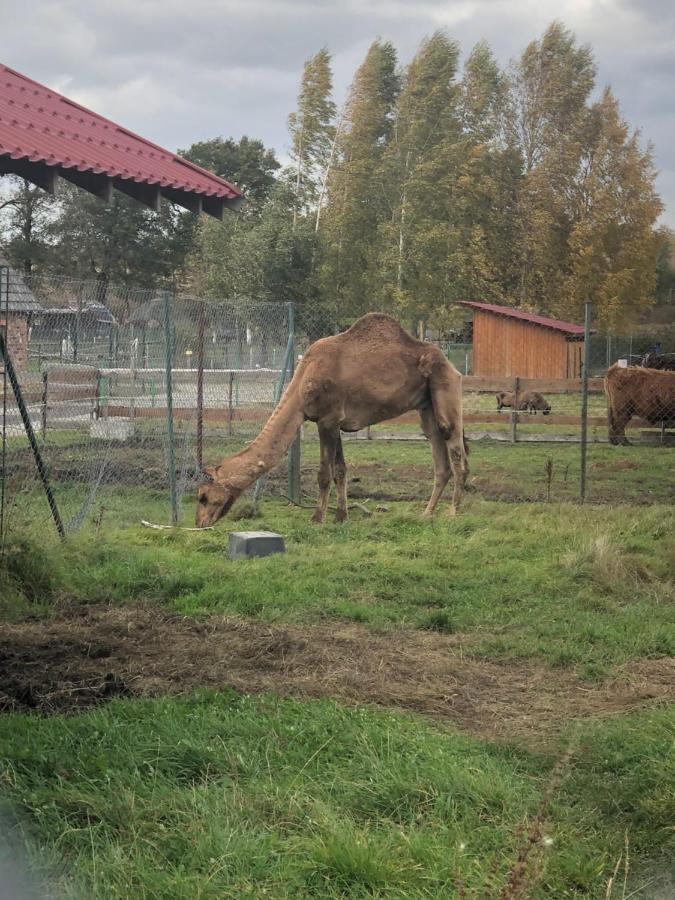 Homestay U Wlochow Rozanka Kolo Miedzylesia Przyjazny Zwierzetom Domowym *