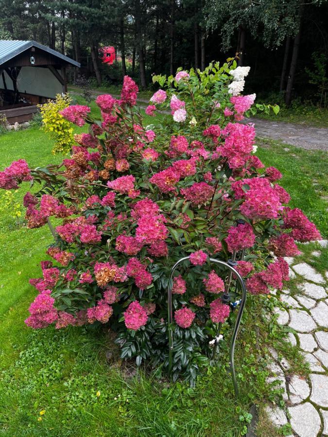 U Wlochow Rozanka Kolo Miedzylesia Przyjazny Zwierzetom Domowym Homestay *